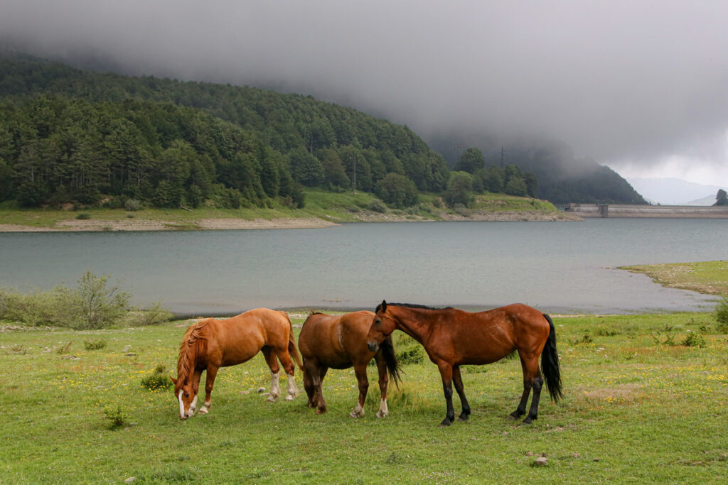 http://transumanza.comunitacibocrinale.it/wp-content/uploads/2023/01/Cavalli-sul-passo-del-Lagastrello.jpg